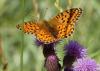 Argynnis aglaja